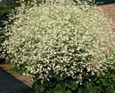 Modrak sercolistny Crambe cordifolia /C5