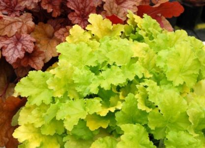 Żurawka LIME RICKEY  Heuchera 