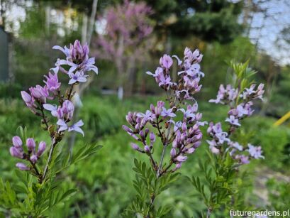 Lilak perski LACINIATA Syringa x persica C5/30-40cm *K14