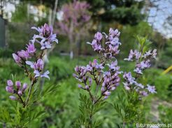 Lilak perski LACINIATA Syringa x persica C5/30-40cm *K14