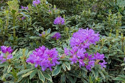 Rhododendron ponticum VARIEGATUM C10/50-60cm *K4