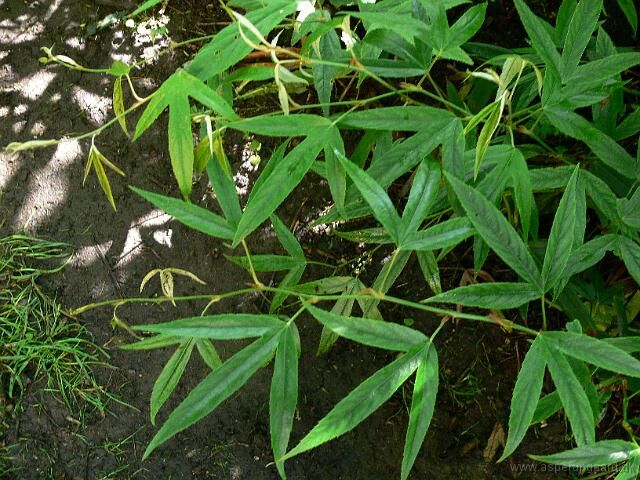 Zimozielona Jeżyna Henry'ego Rubus henryi C2/60cm *K8