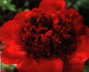 Piwonia bylinowa RED CHARM Peonia lactiflora /C5 *T40