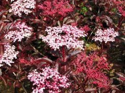 Bez czarny THUNDERCLOUD Sambucus nigra C3/10-30cm