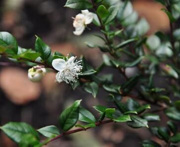 Luma apiculata syn.Myrtus luma, Eugenia apiculata C2/30-50cm *K15w1