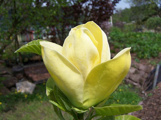 Magnolia acuminata Magnolia drzewiasta M.górska C12/1,8m