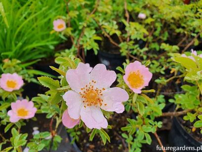 Róża polna RÓŻOWA Rosa canina C3/40-60cm *1K