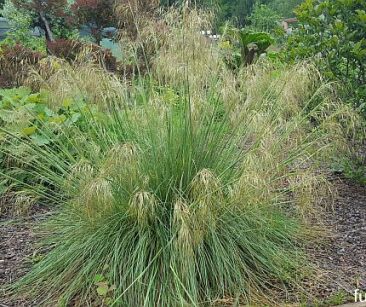 Ostnica olbrzymia Stipa gigantea /P13-P15 *26