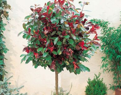 Głogownik RED ROBIN na PNIU Photinia fraseri C7,5/Pa120(150)cm *K10