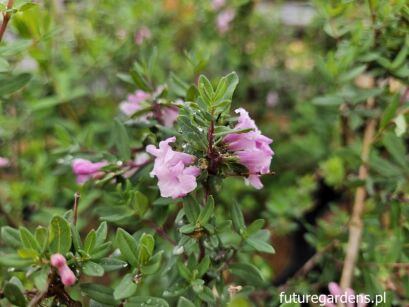 Wiciokrzew lilakowy Lonicera syringantha C2/20-30cm *K17
