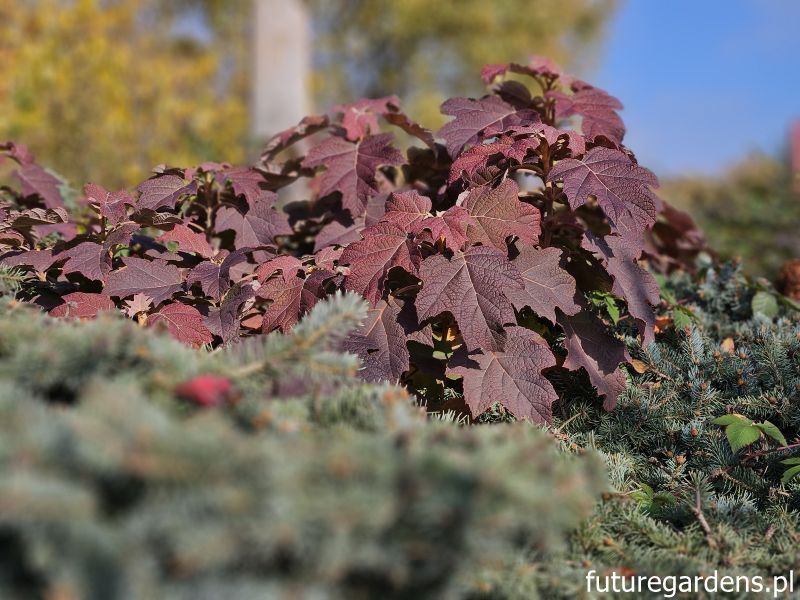 Hortensja dębolistna JETSTREAM® 'PIIHQ-I' Hydrangea quercifolia C3/20cm *K15