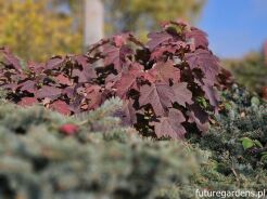 Hortensja dębolistna JETSTREAM® 'PIIHQ-I' Hydrangea quercifolia C3/20cm *K15