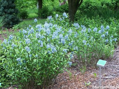 Amzonia nadreńska BLUE ICE Amsonia tabernaemontana /C2 *7F