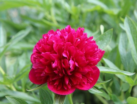 Piwonia drzewiasta ZI RONG JIAN CAI (wiśniowa) Paeonia suffruticosa C7/40-60cm *6-O