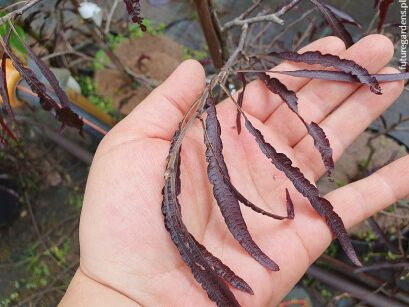 Buk pospolity ANSORGEI Fagus sylvatica C5/60-80cm *TP