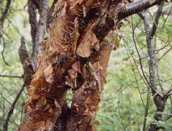 Brzoza pożyteczna KHUMBO Betula utilis C3/80cm