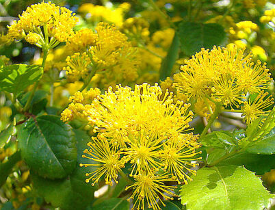 Azara serrata C2/1-1,2m *K15w14