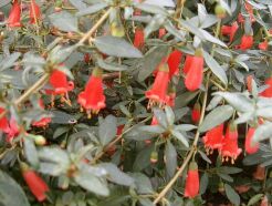 Correa pulchella C2/60cm *K14w8