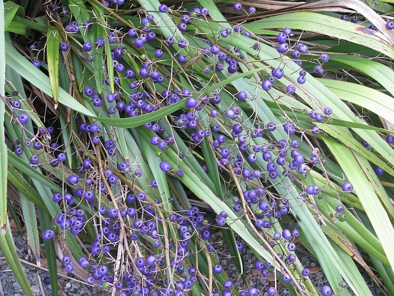 Dianella revoluta BLUE STREAM /C2 *K15w3