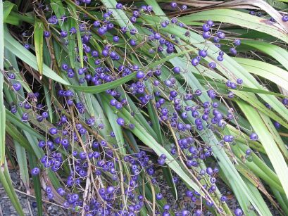 Dianella revoluta BLUE STREAM /C2 *K15w3