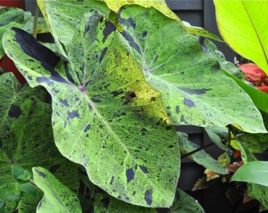 Colocasia esculenta MOJITO /kosz 3,5L *K25