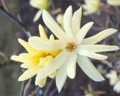 Magnolia GOLDSTAR C5/50-60cm *T71