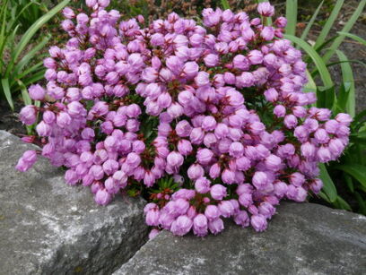 Phylliopsis hillierii 'SPRITE'