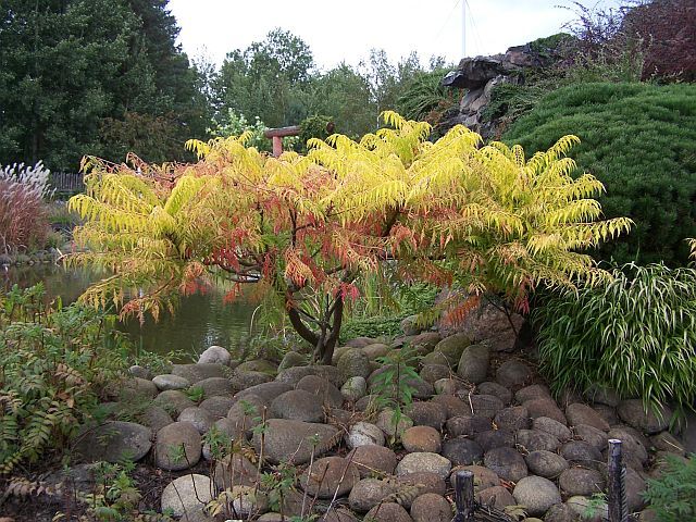 Sumak pierzasty TIGER EYES 'Bailtiger' Rhus typhina C5/80-100cm *TP