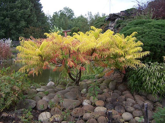 Sumak pierzasty TIGER EYES 'Bailtiger' Rhus typhina C4-C5/10-20cm *T37