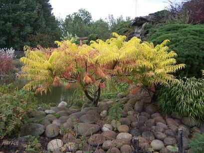 Sumak pierzasty TIGER EYES 'Bailtiger' Rhus typhina C5/80-100cm *TP