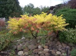 Sumak pierzasty TIGER EYES 'Bailtiger' Rhus typhina C5/70-80cm *K15