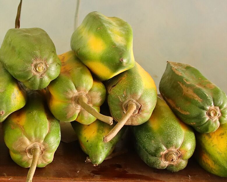 Carica x pentagona zw. Babako C3/80cm *T66-68