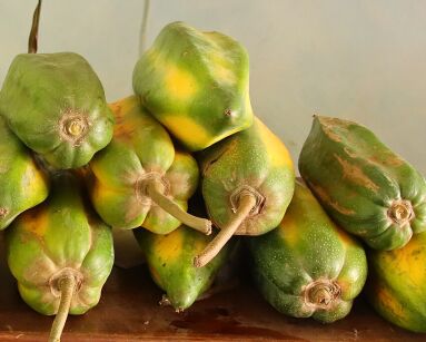 Carica x pentagona zw. Babako C5/60cm