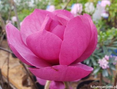 Magnolia WATERMELON C5/1-1,2m *TP