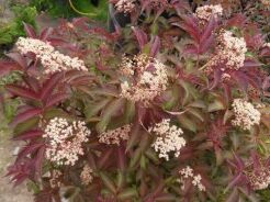 Bez czarny SERENADE® Sambucus nigra C3/10-20cm