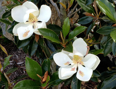 Magnolia grandiflora LITTLE GEM Zimozielona karłowa C5/30-40cm *K12