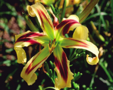 Liliowiec FREE WHELIN Hemerocallis 