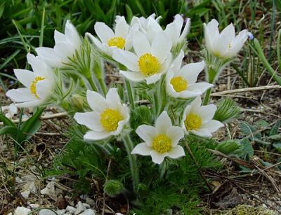 Sasanka ALBA Pulsatilla vulgaris /P9 *16