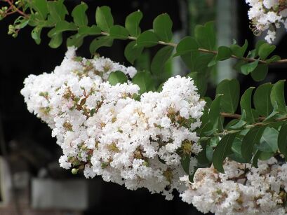 Lagerstroemia faurieri FANTASY C3/50-70cm