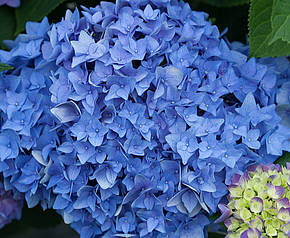 Hortensja ogrodowa SWEET MARSHMALLOW Hydrangea macrophylla Flairs&Flavours® /C5 *5