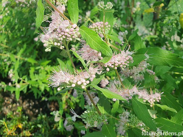 Barbula klandońska PINK PERFECTION 'Lisspin' PBR Caryopteris clandonensis /C2 *T54