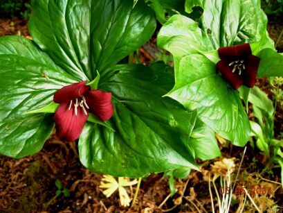 Trillium sulcatum Trójlist bruzdkowany /C1 *T69