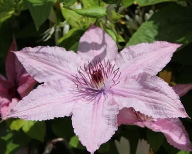 Clematis THE FIRST LADY Powojnik /C1 *T38 *T7