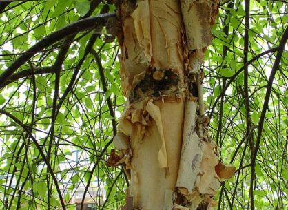 Brzoza czarna SUMMER CASCADE® Betula nigra C5/1,2m