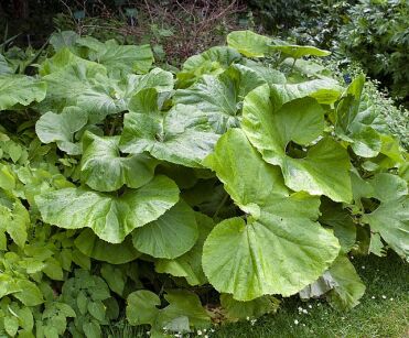 Lepiężnik japoński GIGANTEUS Petasites japonicus /P9(C2) *K7