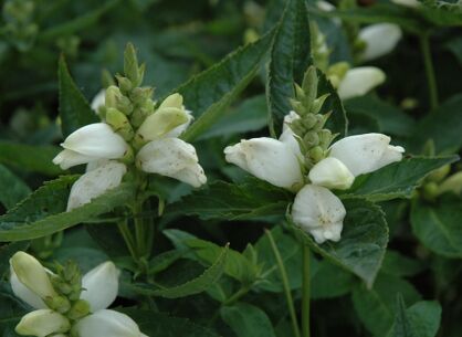 Chelone obliqua ALBA Żółwik ukośny /C3