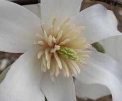  Magnolia wierzbolistna WINDSOR BEAUTY Magnolia salicifolia C2/1-1,2m *T36