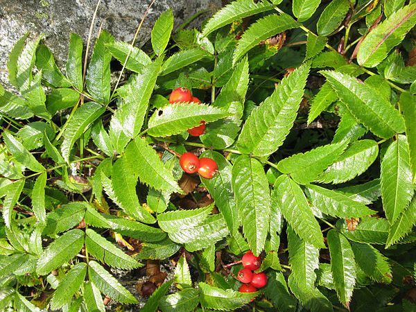 Jarząb bzolistny Sorbus sambucifolia C2/40-60cm *K9