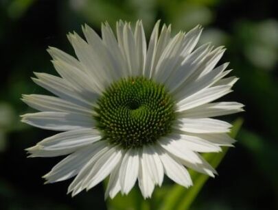 Jeżówka VIRGIN Echinacea