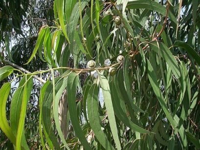 Eukaliptus cytrynowy Eucalyptus citriodora E.lemon